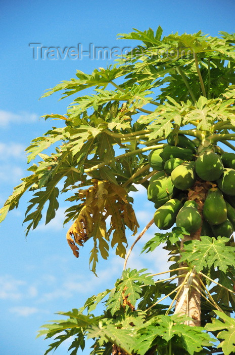 malawi103: Cape Maclear / Chembe, Malawi: papayas on the tree - Carica papaya - photo by M.Torres - (c) Travel-Images.com - Stock Photography agency - Image Bank