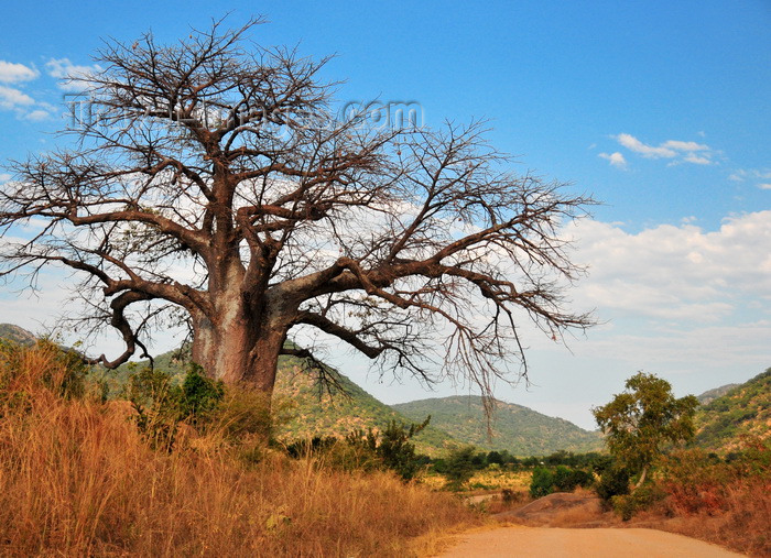 malawi104: Mbalamanja, Malawi: baobab by the dirt road - Adansonia digitata - photo by M.Torres - (c) Travel-Images.com - Stock Photography agency - Image Bank