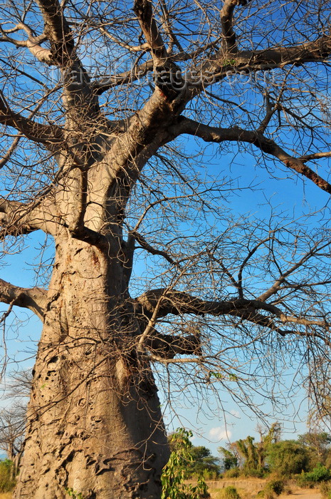 malawi105: Nkopola, Malawi: under a baobab in the scrubland - Adansonia digitata - photo by M.Torres - (c) Travel-Images.com - Stock Photography agency - Image Bank