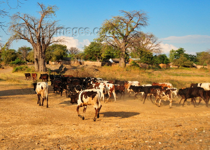 malawi106: Nkopola, Malawi: cattle herd returns to the village - huts and baobabs - Adansonia digitata - photo by M.Torres - (c) Travel-Images.com - Stock Photography agency - Image Bank