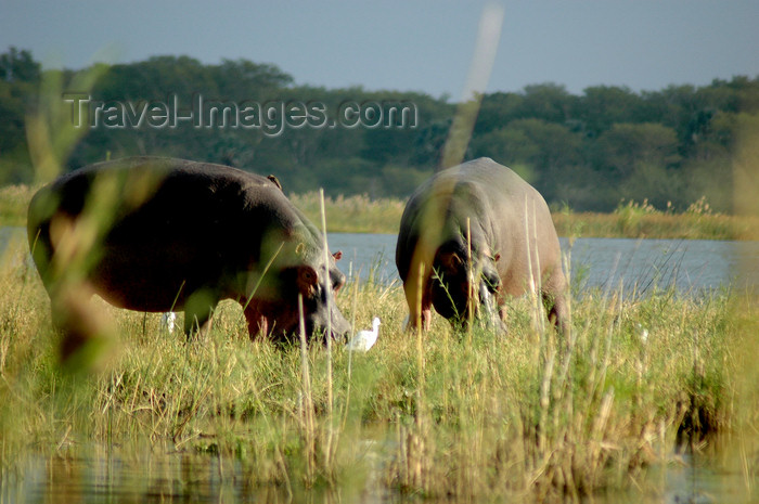 malawi12: Liwonde National Park, Southern region, Malawi: hippos grazing - Shire River plain - Hippopotamus amphibius - photo by D.Davie - (c) Travel-Images.com - Stock Photography agency - Image Bank