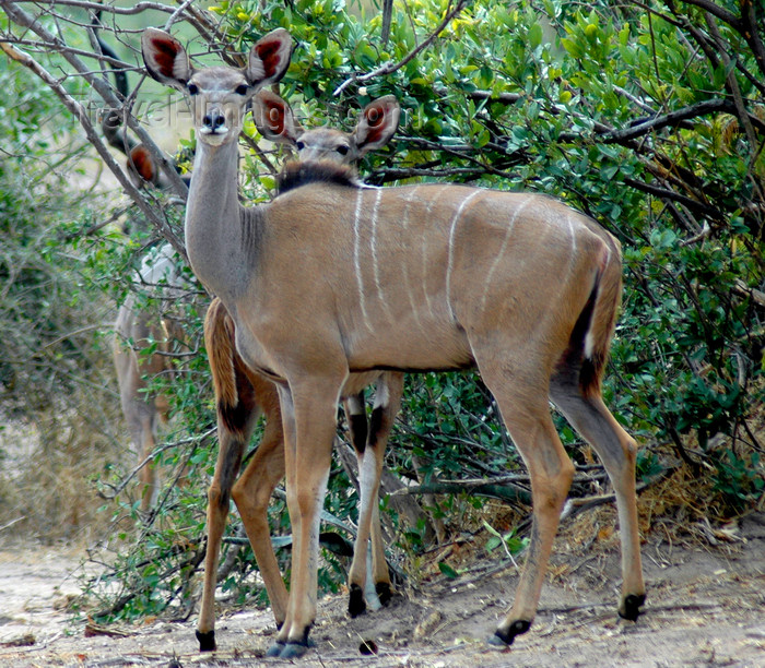 malawi13: Liwonde National Park, Southern region, Malawi: greater kudu - Tragelaphus strepsiceros - photo by D.Davie - (c) Travel-Images.com - Stock Photography agency - Image Bank