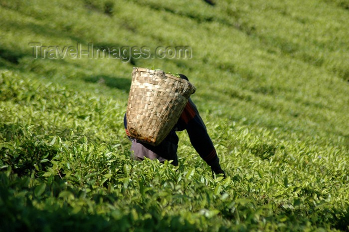 malawi14: Mt Mulanje, Southern region, Malawi: tea picker with basket - tea plantation worker - photo by D.Davie - (c) Travel-Images.com - Stock Photography agency - Image Bank