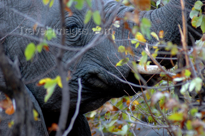 malawi17: Liwonde National Park, Southern region, Malawi: elephant in the mopane woodland - Loxodonta africana - photo by D.Davie - (c) Travel-Images.com - Stock Photography agency - Image Bank