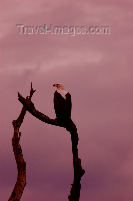 malawi18: Liwonde National Park, Southern region, Malawi: African Fish Eagle at dusk - Haliaeetus vociferi - photo by D.Davie - (c) Travel-Images.com - Stock Photography agency - Image Bank