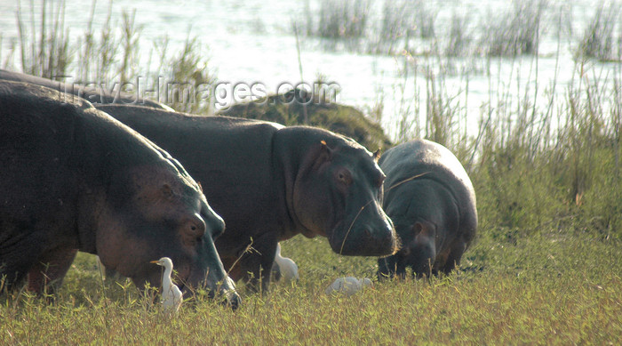 malawi19: Liwonde National Park, Southern region, Malawi: hippos and cattle egrets - Hippopotamus amphibius / Bubulcus ibis - photo by D.Davie - (c) Travel-Images.com - Stock Photography agency - Image Bank