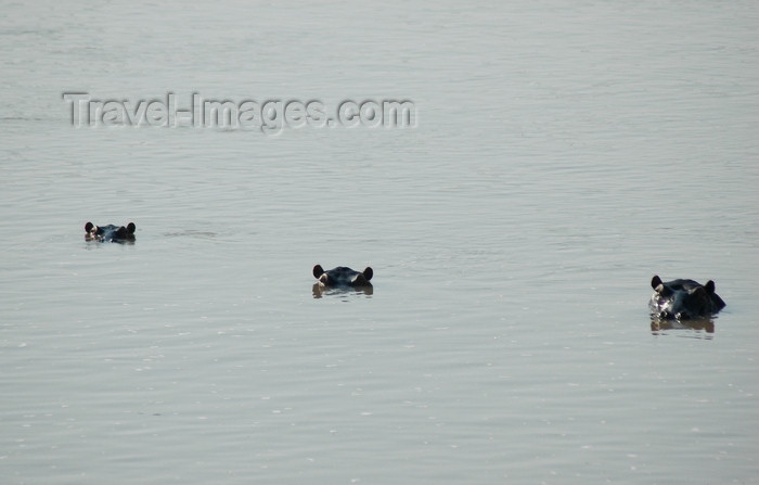 malawi2: Liwonde National Park, Southern region, Malawi: three hippos - eyes, ears, and nostrils above the water - Hippopotamus amphibius - photo by D.Davie - (c) Travel-Images.com - Stock Photography agency - Image Bank