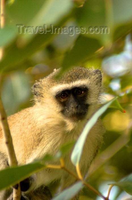 malawi20: Cape Maclear / Chembe, Mangochi District, Southern region, Malawi: Vervet monkey on a tree - Chlorocebus pygerythrus - Lake Malawi National Park - UNESCO World Heritage site - photo by D.Davie - (c) Travel-Images.com - Stock Photography agency - Image Bank