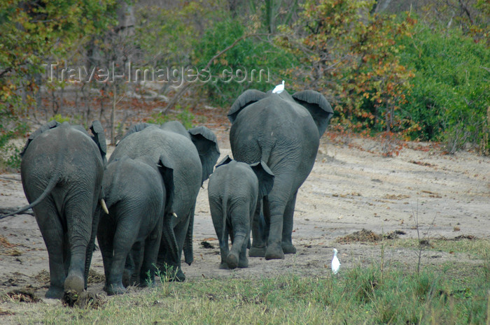 malawi21: Liwonde National Park, Southern region, Malawi: group of elephants - Loxodonta africana - photo by D.Davie - (c) Travel-Images.com - Stock Photography agency - Image Bank