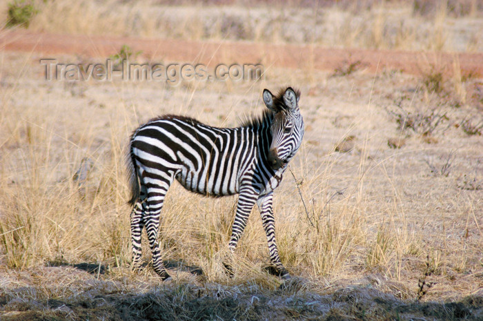 malawi23: Liwonde National Park, Southern region, Malawi: young Burchell's Zebra - Equus burchellii - photo by D.Davie - (c) Travel-Images.com - Stock Photography agency - Image Bank