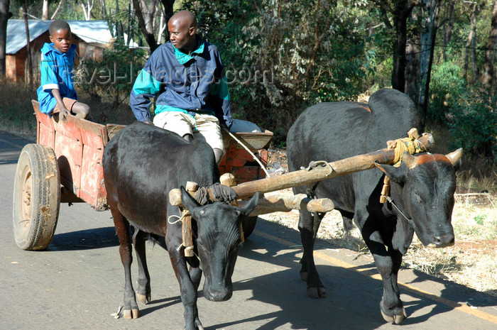 malawi26: Nkhoma, Lilongwe district, Central region, Malawi: ox cart - photo by D.Davie - (c) Travel-Images.com - Stock Photography agency - Image Bank