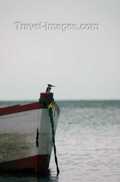 malawi27: Cape Maclear / Chembe, Lake Nyasa, Mangochi District, Southern region, Malawi: Pied Kingfisher on a boat - Ceryle rudis - Lake Malawi National Park - UNESCO World Heritage site - photo by D.Davie - (c) Travel-Images.com - Stock Photography agency - Image Bank