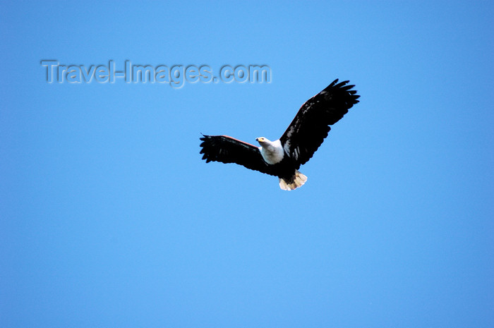 malawi28: Senga Bay, Lake Nyasa, Central region, Malawi: African Fish Eagle in flight - Haliaeetus vociferi - photo by D.Davie - (c) Travel-Images.com - Stock Photography agency - Image Bank