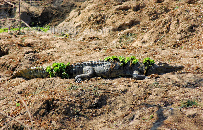 malawi30: Liwonde National Park, Southern region, Malawi: crocodile on shore - Crocodylus niloticus - photo by D.Davie - (c) Travel-Images.com - Stock Photography agency - Image Bank