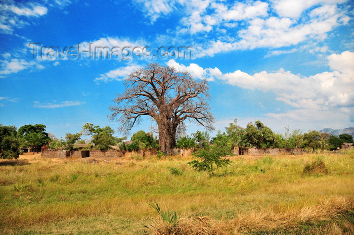 malawi72: Lake Malombe, Malawi: village compound built around a baobab tree - Adansonia digitata - photo by M.Torres - (c) Travel-Images.com - Stock Photography agency - Image Bank