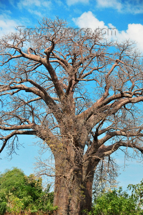 malawi74: Lake Malombe, Malawi: large baobab tree - Adansonia digitata - photo by M.Torres - (c) Travel-Images.com - Stock Photography agency - Image Bank