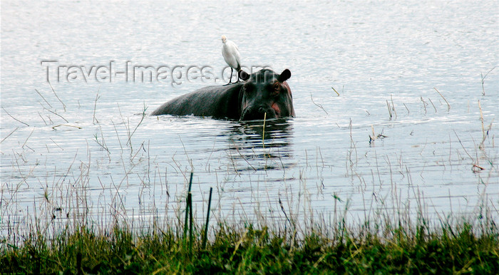 malawi8: Liwonde National Park, Southern region, Malawi: hippo in the water - Hippopotamus amphibius - photo by D.Davie - (c) Travel-Images.com - Stock Photography agency - Image Bank