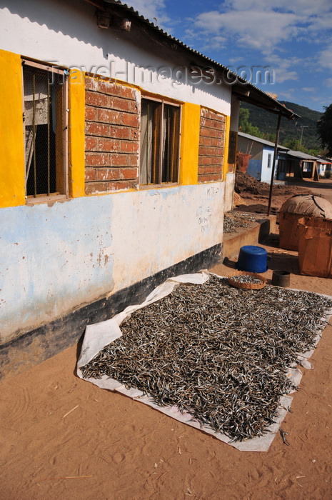 malawi86: Cape Maclear / Chembe, Malawi: lake sardines / Usipa fish drying under the sun near a house - Engraulicypris sardella, pelagic species that occurs in shoals both near the shore and far out in the lake - photo by M.Torres - (c) Travel-Images.com - Stock Photography agency - Image Bank