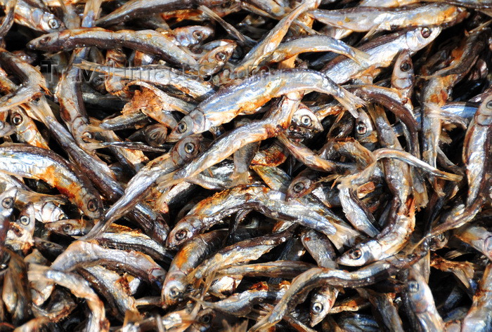 malawi87: Cape Maclear / Chembe, Malawi: Usipa / lake sardines, a cyprinid fish, drying on cane racks, Sun-Dried Fish known as Nsomba Zowuma - Engraulicypris sardella - photo by M.Torres - (c) Travel-Images.com - Stock Photography agency - Image Bank