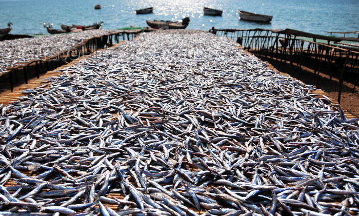 malawi88: Cape Maclear / Chembe, Malawi: lake sardines aka Usipa fish drying on cane racks on the banks of Lake Malawi - Engraulicypris sardella - fishing and tourism coexist in the busiest resort on Lake Malawi - photo by M.Torres - (c) Travel-Images.com - Stock Photography agency - Image Bank