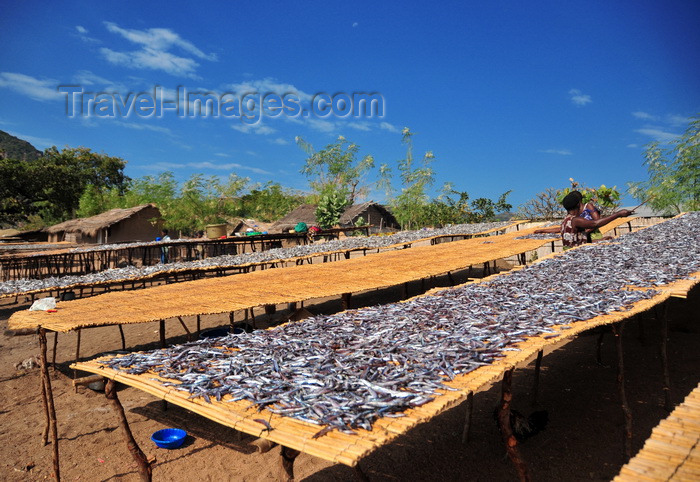 malawi94: Cape Maclear / Chembe, Malawi: drying fish over long mats - Usipa fish / lake sardines, Engraulicypris sardella - photo by M.Torres - (c) Travel-Images.com - Stock Photography agency - Image Bank