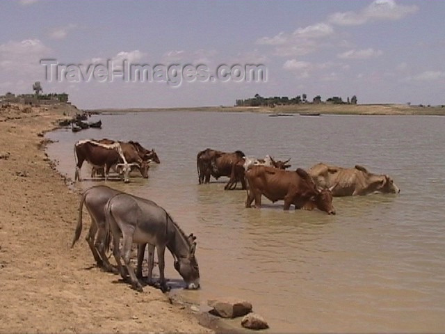 mali12: Mali - River Niger: donkeys and cows share a drink - photo by A.Slobodianik - (c) Travel-Images.com - Stock Photography agency - Image Bank