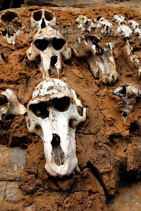 mali79: Bandiagara Escarpment, Dogon country, Mopti region, Mali: monkey skulls set into a building as hunting trophies - photo by J.Pemberton - (c) Travel-Images.com - Stock Photography agency - Image Bank