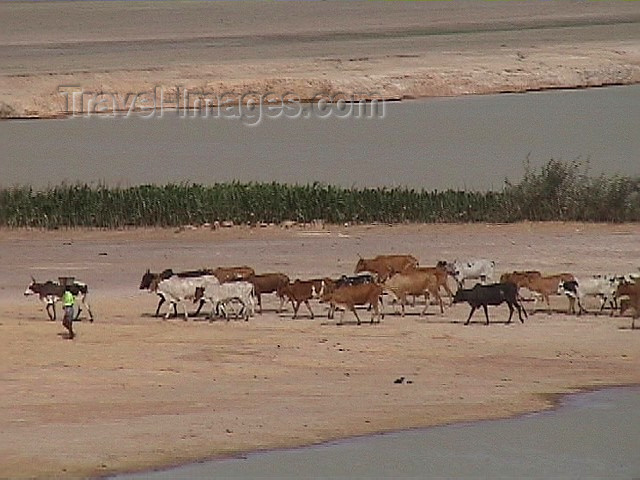 mali9: Mali - Gao region: Sahel - a shepherd and his herd of cows - photo by A.Slobodianik - (c) Travel-Images.com - Stock Photography agency - Image Bank