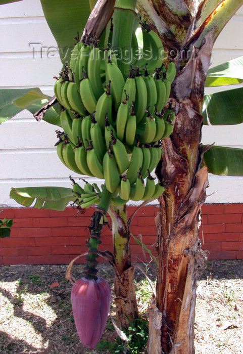 martinique13: Martinique / Martinica: Fort de France - banana tree (photographer: R.Ziff) - (c) Travel-Images.com - Stock Photography agency - the Global Image Bank