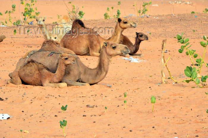 mauritania49: Nouakchott province, Mauritania: camels rest in the dunes of the Sahara desert - sand and Calotropis procera plants - photo by M.Torres - (c) Travel-Images.com - Stock Photography agency - Image Bank