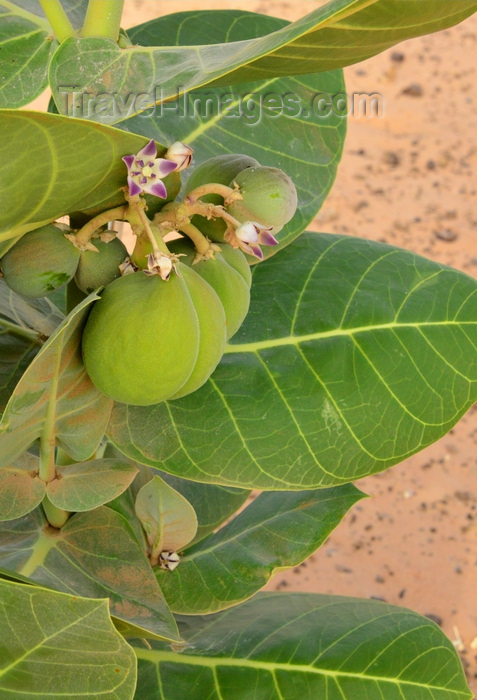 mauritania51: Nouakchott province, Mauritania: detail of Calotropis procera plant, the fruit is known as 'apple of Sodom' - growing in the sand dunes of the Sahara desert - photo by M.Torres - (c) Travel-Images.com - Stock Photography agency - Image Bank