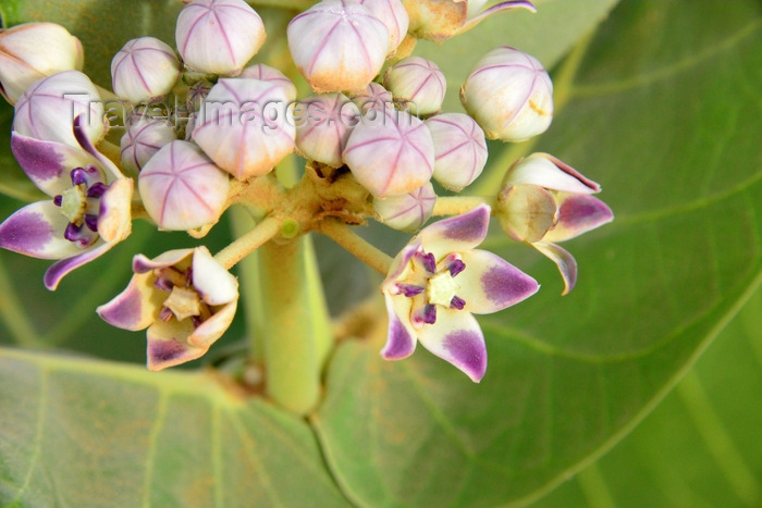mauritania52: Nouakchott province, Mauritania: close-up of the flowers of the Calotropis procera plant, known as 'apple of Sodom' grows in the sand dunes of the Sahara desert - photo by M.Torres - (c) Travel-Images.com - Stock Photography agency - Image Bank