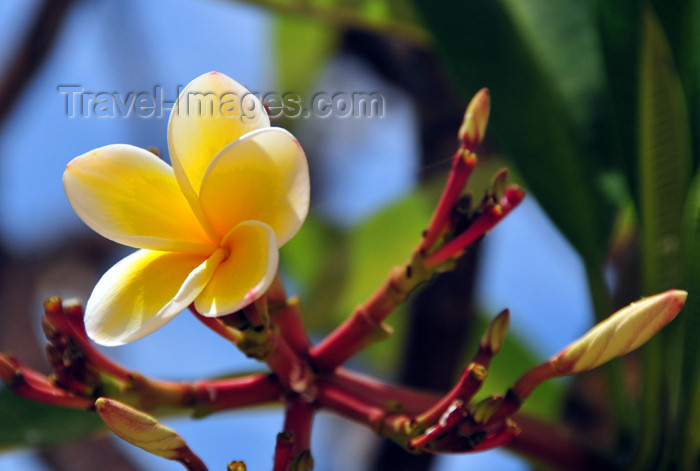 mayotte11: Mamoudzou, Grande-Terre / Mahore, Mayotte: white frangipani flower - Plumeria alba - photo by M.Torres - (c) Travel-Images.com - Stock Photography agency - Image Bank