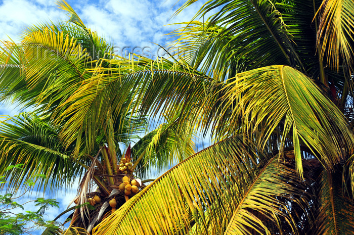 mayotte13: Mamoudzou, Grande-Terre / Mahore, Mayotte: coconut trees - photo by M.Torres - (c) Travel-Images.com - Stock Photography agency - Image Bank