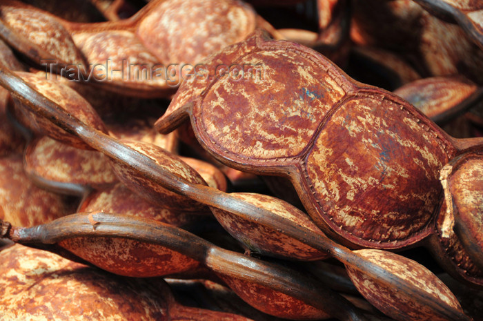 mayotte26: Mamoudzou, Grande-Terre / Mahore, Mayotte: Entada pods - the world's longest legume - photo by M.Torres - (c) Travel-Images.com - Stock Photography agency - Image Bank