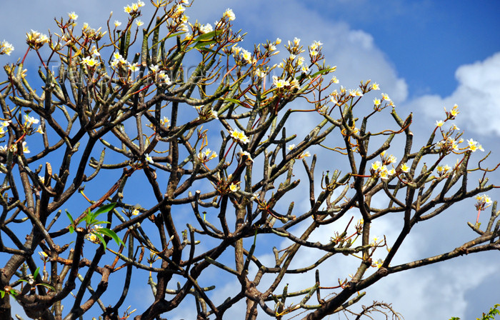 mayotte55: Labattoire, Petite-Terre, Mayotte: Frangipani tree - plumeria - frangipanier - photo by M.Torres - (c) Travel-Images.com - Stock Photography agency - Image Bank