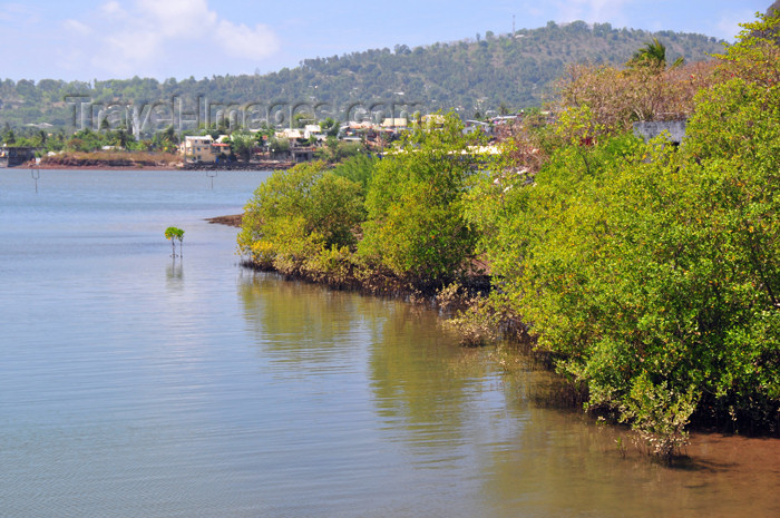 mayotte61: Dzaoudzi, Petite-Terre, Mayotte: mangroves - Vasière des Badamiers mangal - photo by M.Torres - (c) Travel-Images.com - Stock Photography agency - Image Bank