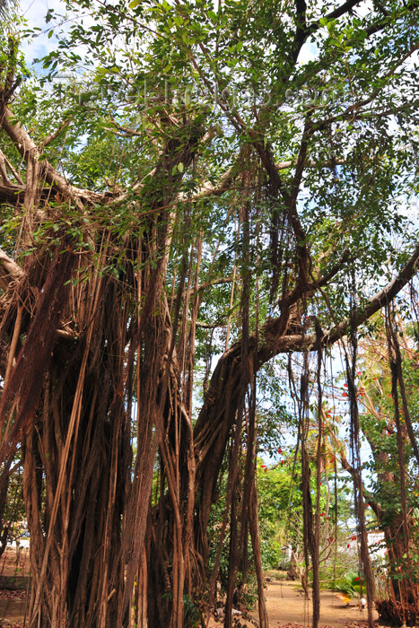 mayotte88: Dzaoudzi, Petite-Terre, Mayotte: banyan tree - photo by M.Torres - (c) Travel-Images.com - Stock Photography agency - Image Bank