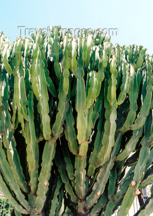 melilla30: Melilla: cactus at the harbour - Dragon-Tree - photo by M.Torres - (c) Travel-Images.com - Stock Photography agency - Image Bank