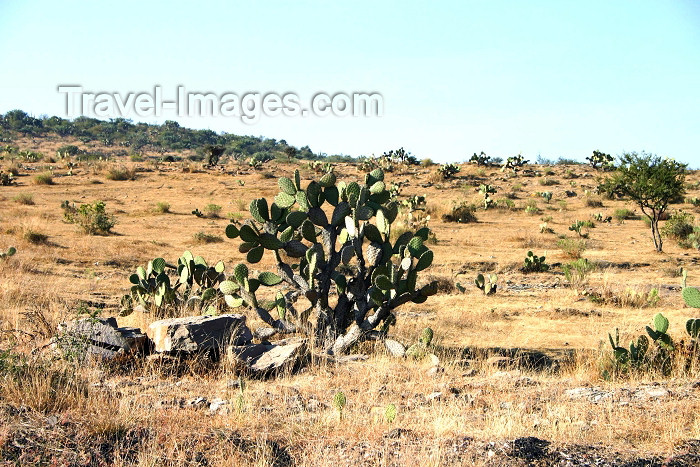mexico117: Mexico - The high desert (Guanajuato): cactus (photo by R.Ziff) - (c) Travel-Images.com - Stock Photography agency - Image Bank