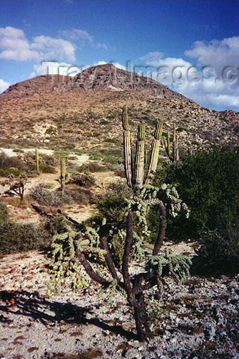 mexico266: Mexico - Baja California Sur: wilderness - cacti - cactus - photo by G.Frysinger - (c) Travel-Images.com - Stock Photography agency - Image Bank