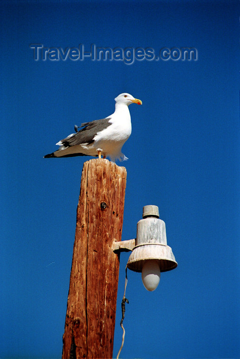 mexico270: Mexico - Bahia De Los Angeles (Baja California): seagull on pole - photo by G.Friedman - (c) Travel-Images.com - Stock Photography agency - Image Bank
