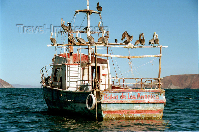 mexico271: Mexico - Bahía de los Ángeles (Baja California): fishing boat and pelicans - discovered by Francisco de Ulloa - Sea of Cortez by G.Friedman - (c) Travel-Images.com - Stock Photography agency - Image Bank