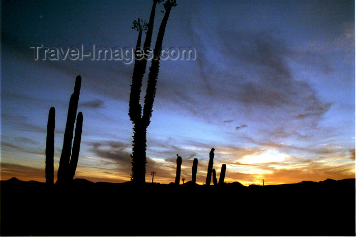 mexico274: Mexico - Bahia De Los Angeles (Baja California): cacti at dusk - cactus - photo by G.Friedman - (c) Travel-Images.com - Stock Photography agency - Image Bank