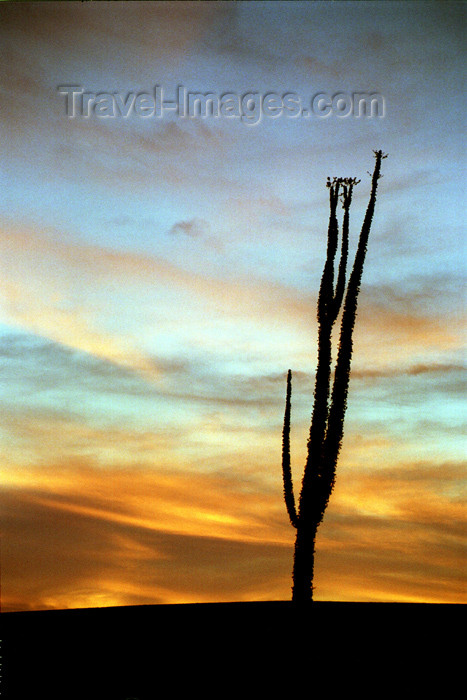 mexico275: Mexico / Mexique - Bahia De Los Angeles (Baja California): cactus - sunset - red sky over the desert - photo by G.Friedman - (c) Travel-Images.com - Stock Photography agency - Image Bank