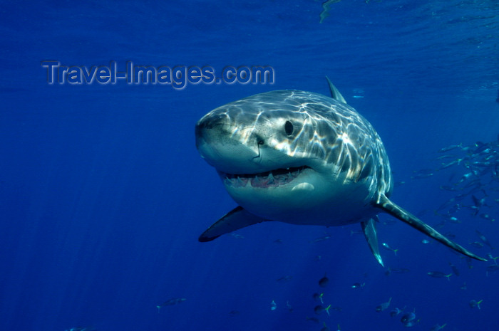 mexico55: Guadalupe Island, Baja California, Mexico: Great white shark - Carcharodon carcharias
 - front view - showing teeth - photo by D.Stephens - (c) Travel-Images.com - Stock Photography agency - Image Bank