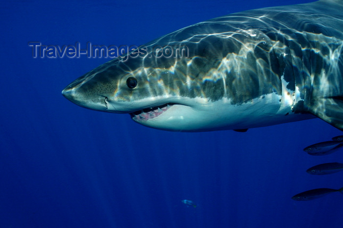 mexico57: Guadalupe Island, Baja California, Mexico: Great white shark - Carcharodon carcharias - head - side view - lamniform shark - photo by D.Stephens - (c) Travel-Images.com - Stock Photography agency - Image Bank