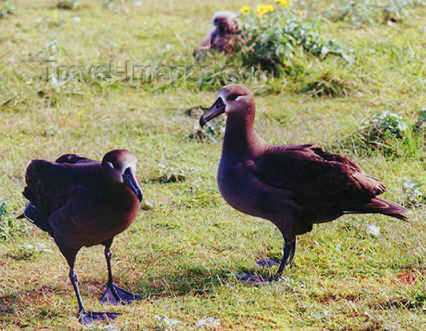 midway10: Midway Atoll - Sand island: Black-footed Albatross - Phoebastria nigripes - birds - fauna - wildlife - photo by G.Frysinger - (c) Travel-Images.com - Stock Photography agency - Image Bank
