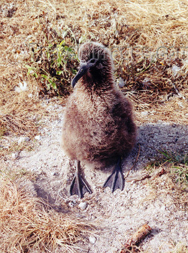 midway11: Midway Atoll - Sand island: Black-footed chick  - birds - fauna - wildlife - photo by G.Frysinger - (c) Travel-Images.com - Stock Photography agency - Image Bank