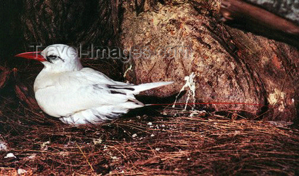 midway13: Midway Atoll - Sand island: Red-tailed Tropicbird - Phaethon rubricauda - birds - fauna - wildlife - photo by G.Frysinger - (c) Travel-Images.com - Stock Photography agency - Image Bank